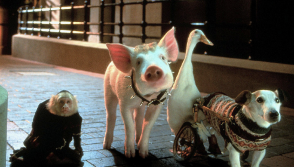 babe pig in the city