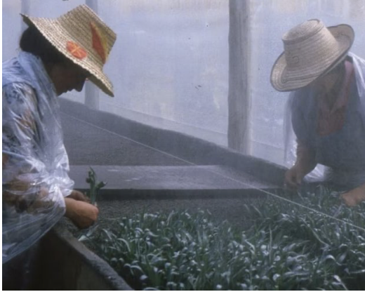 Love women and flowers