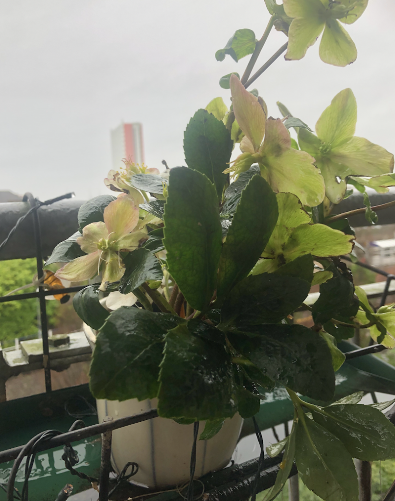 Hellebore