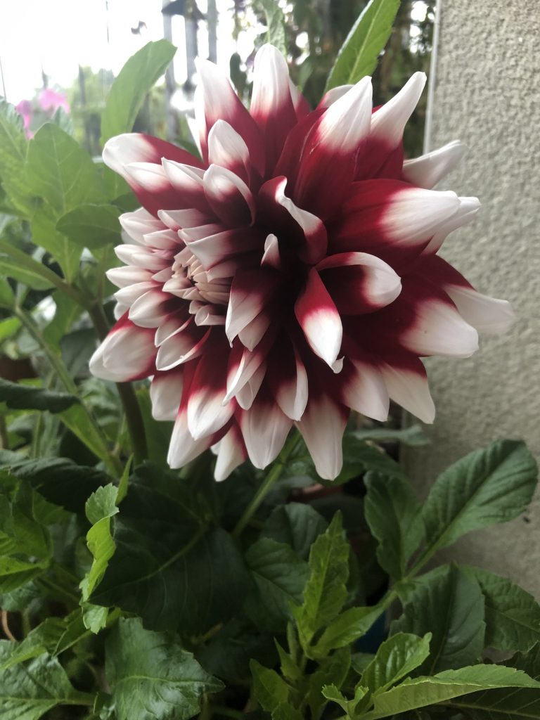 dahlia