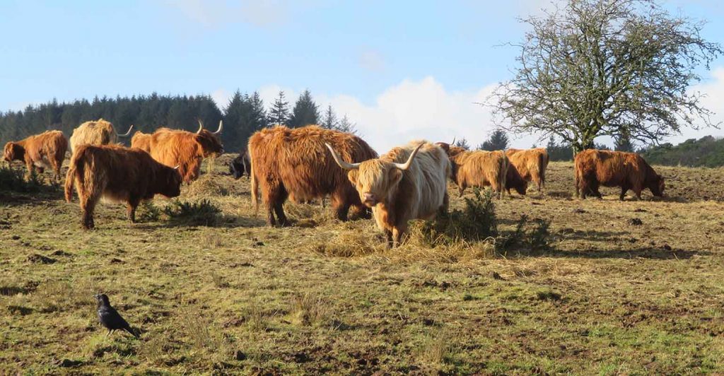 Highland Cattle and crow