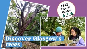 discover Glasgow's Trees