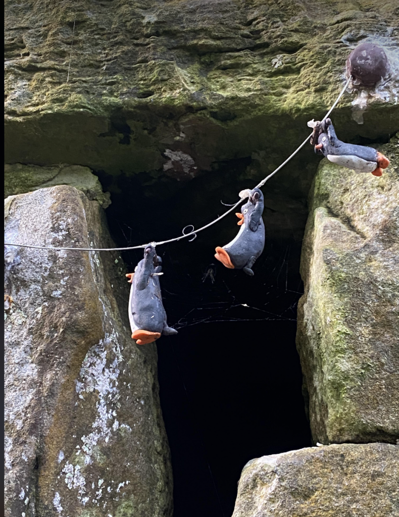 Penguins on rope
