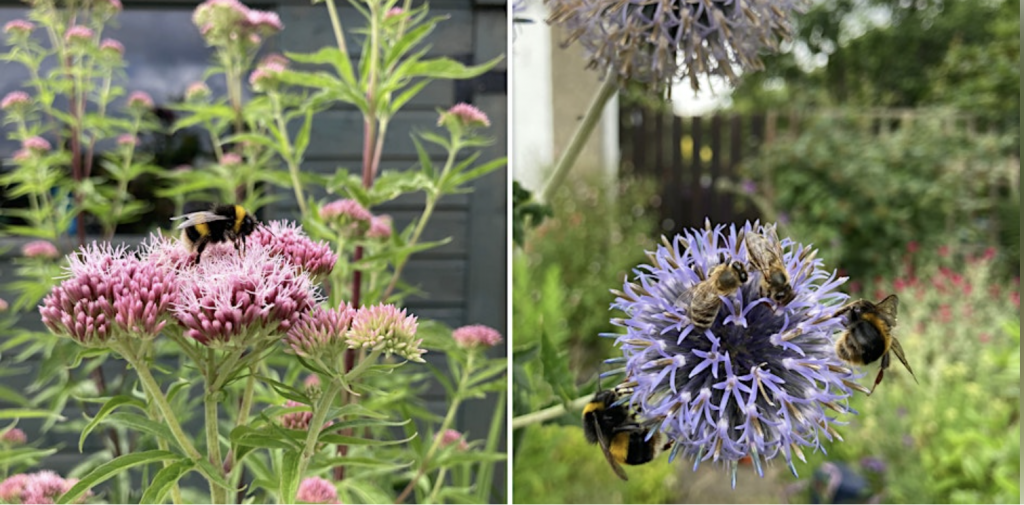 pollinators