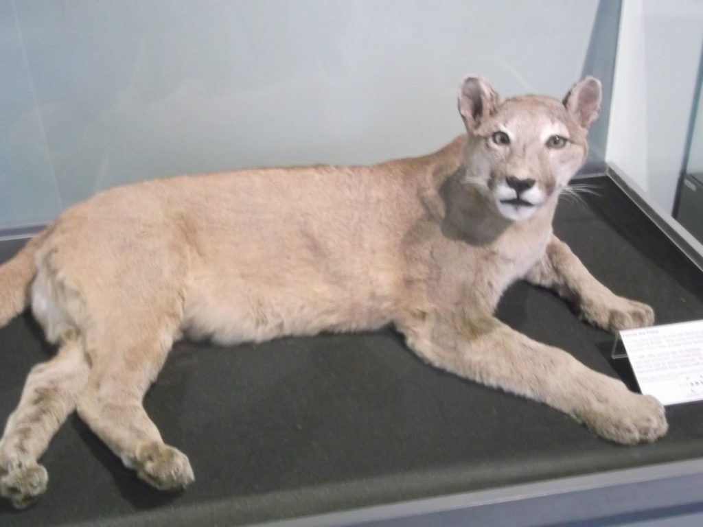 Cougar Inverness Museum