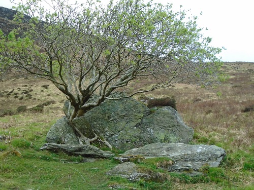 Glen Rpsa Trere
