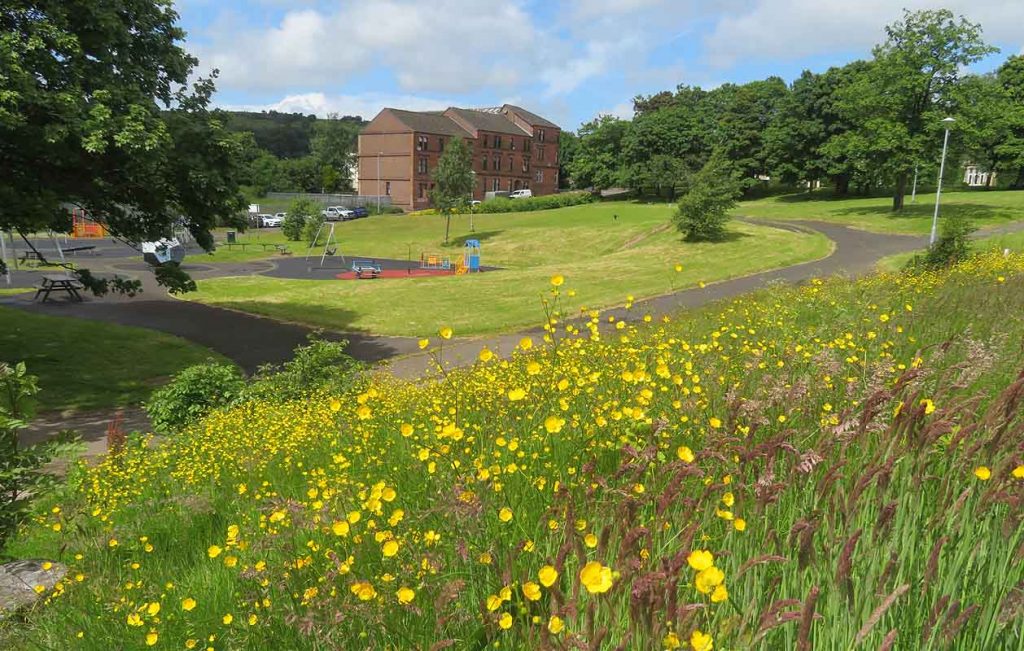 Wild flowers Barrhead