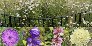 yorkhill green spaces community gardening