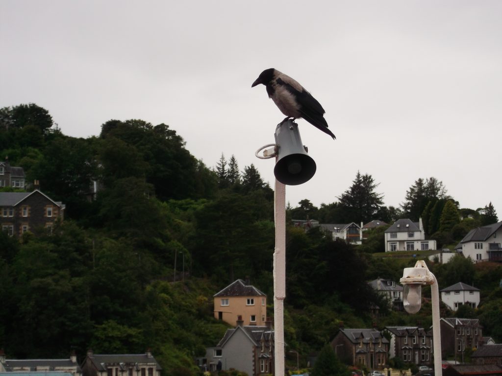 hooded crow on ferry