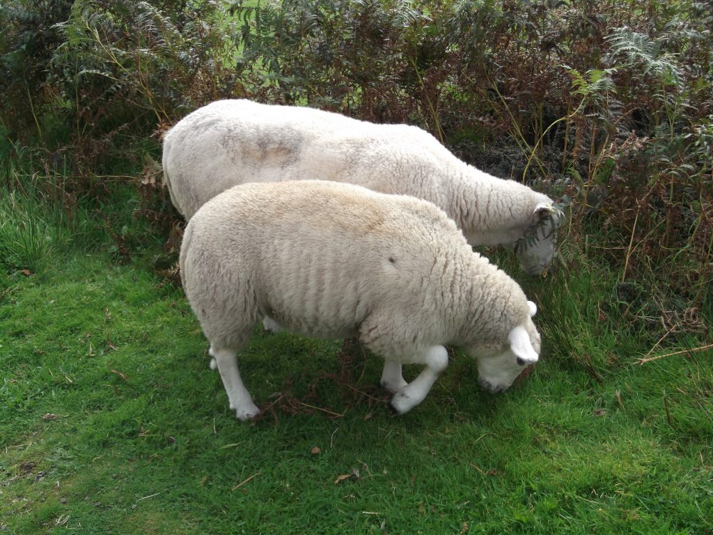 Sheep on Kerrara