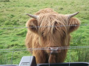 Young Highland Cow