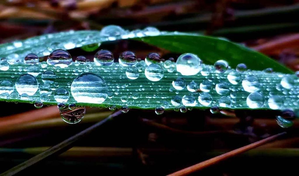 Dew on a blade of grass