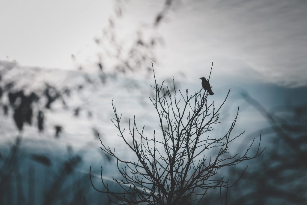 crow