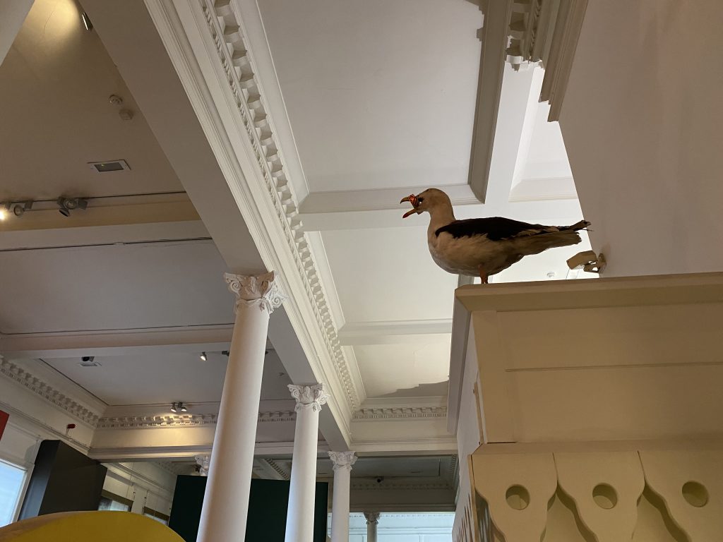 sea gull