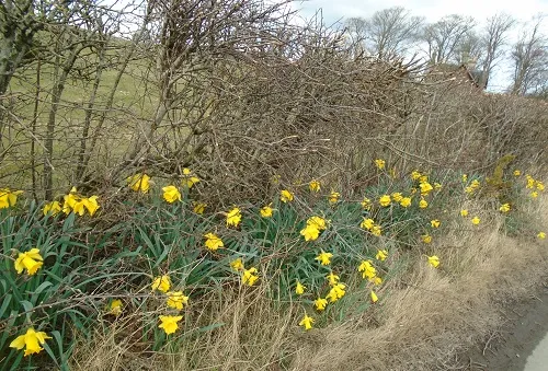 Daffodills