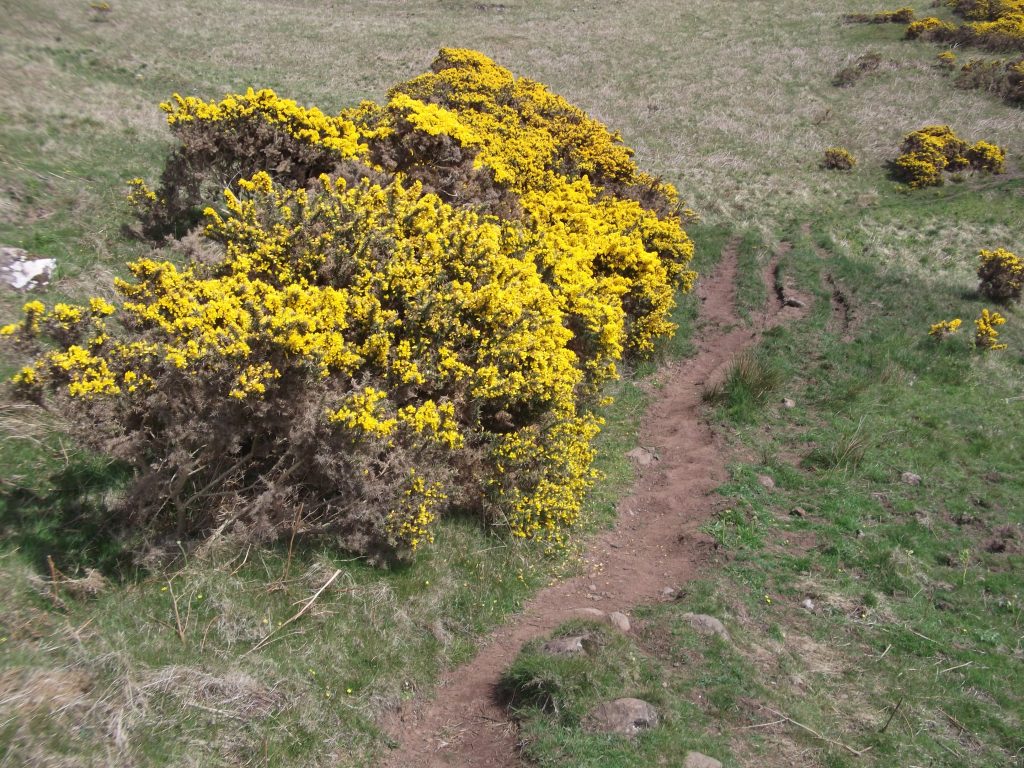 Gorse