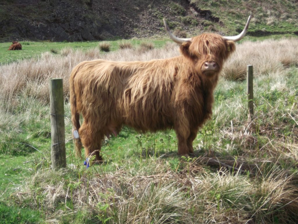 highland calf