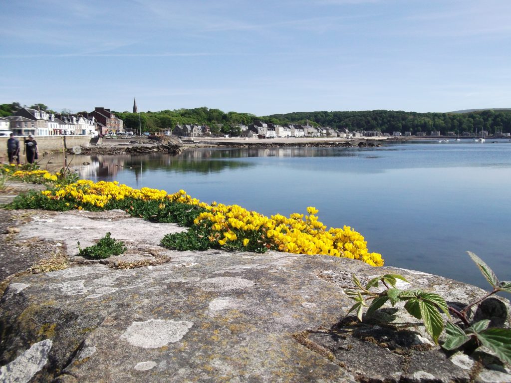 millport yellow flowers