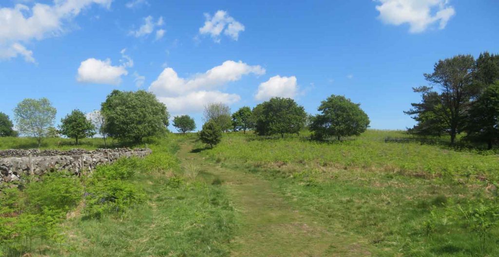 A Grass Trail at Loch Ardinning