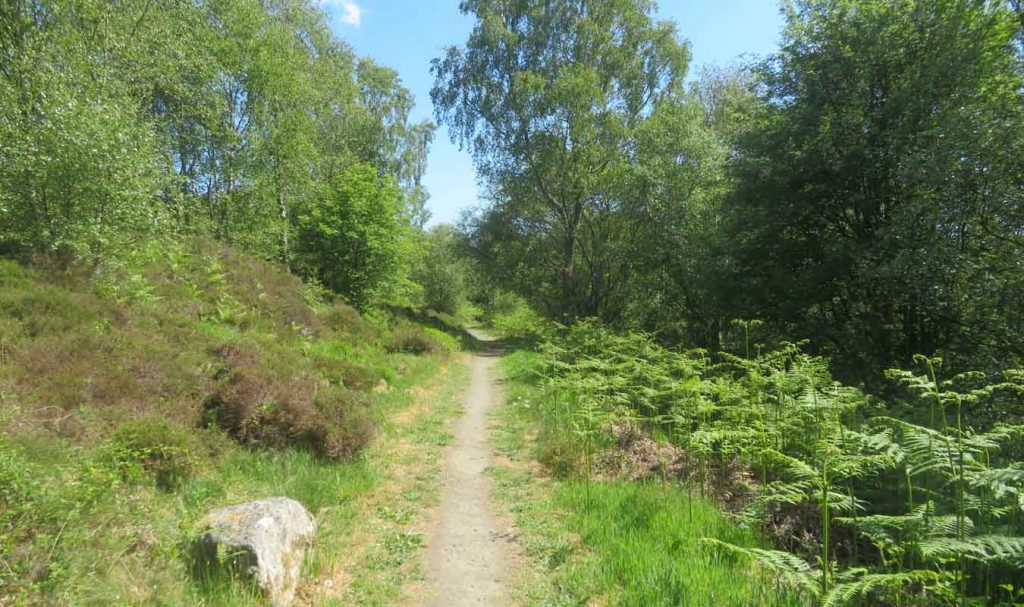 A Path at Loch Ardinning