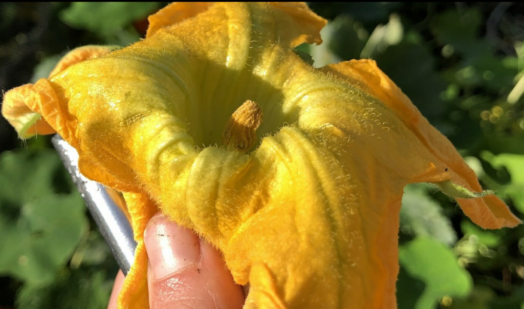 seed to seed