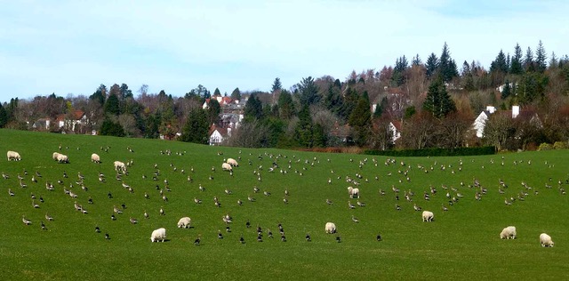 Sheep and Geese Grazing on Spring Grass near Kilmacolm