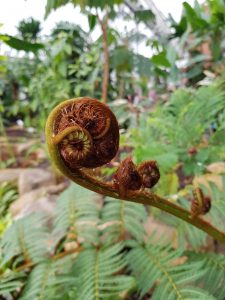 Fern winter gardens Paula Ryas 2018