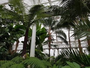 Palm Trees Winter Gardens 2018