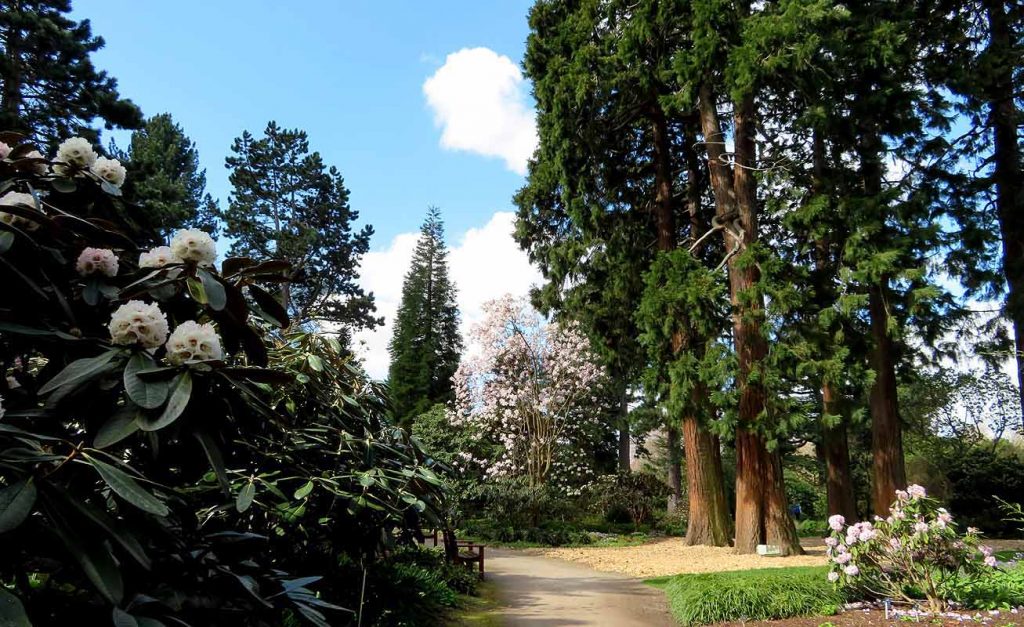 The Pine Grove Walk. Edinburgh Botanic Gardens