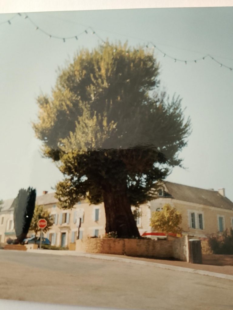 tree in salignac