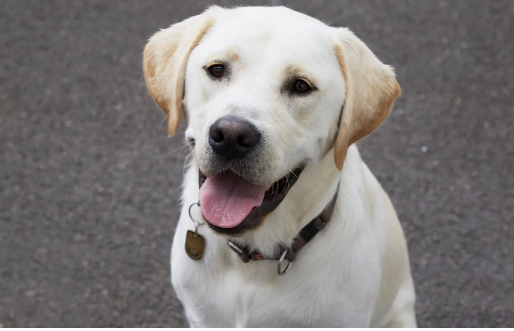 guide dogs