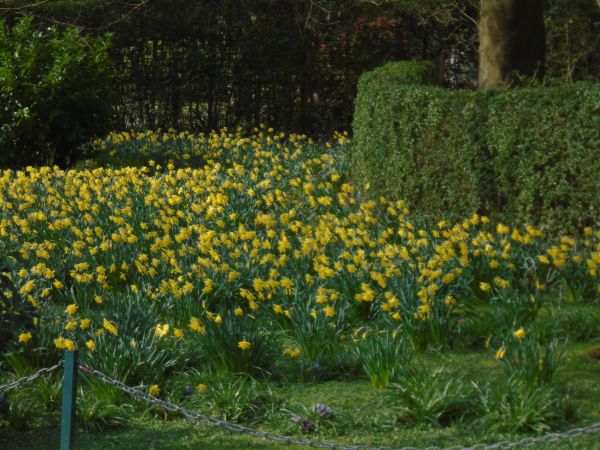 Daffodils West Kilbride