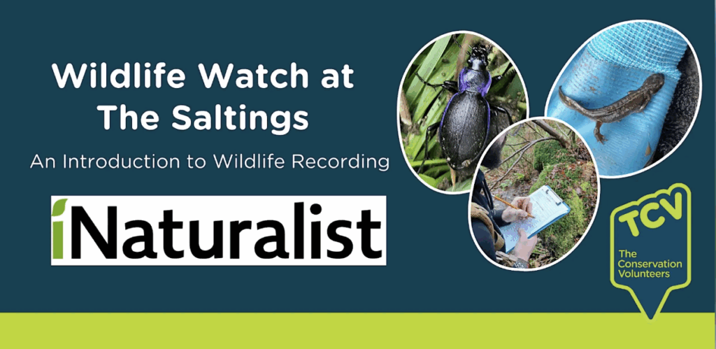 wildlife watch the saltings