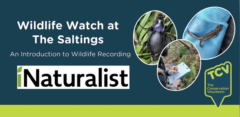 wildlife watch the saltings